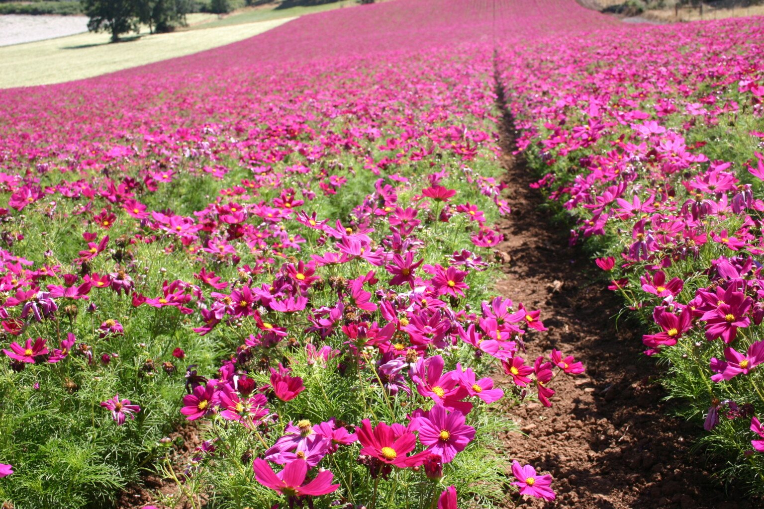 🌸 코스모스 로드 이미지 7